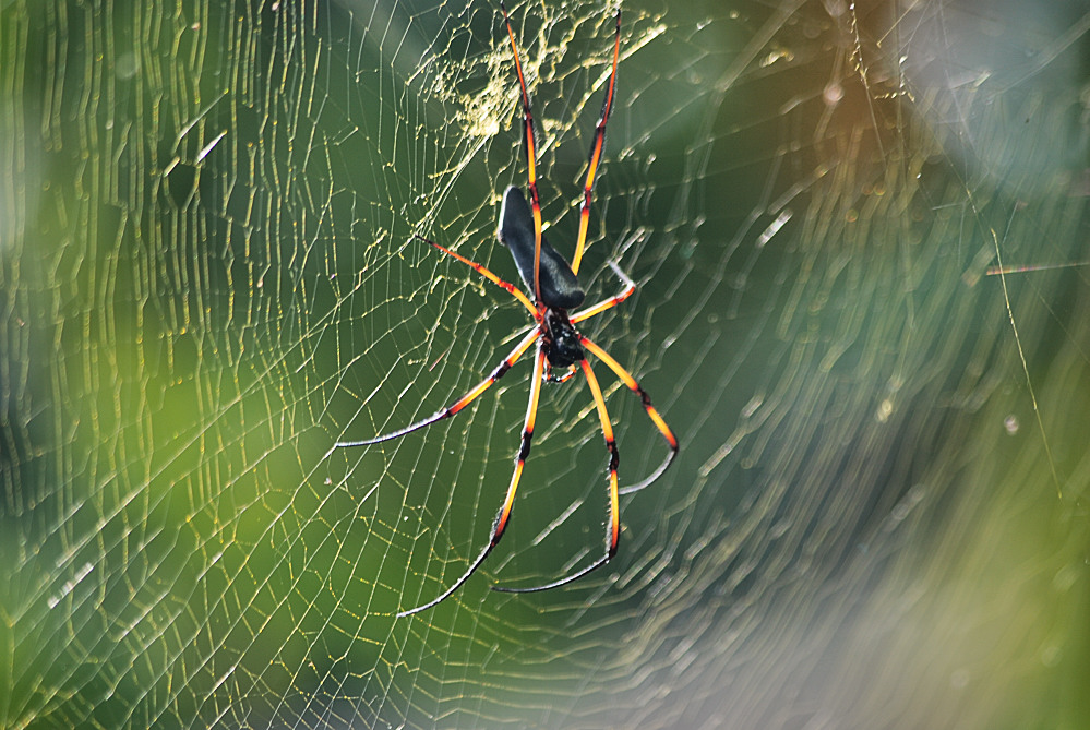 Palm Spider