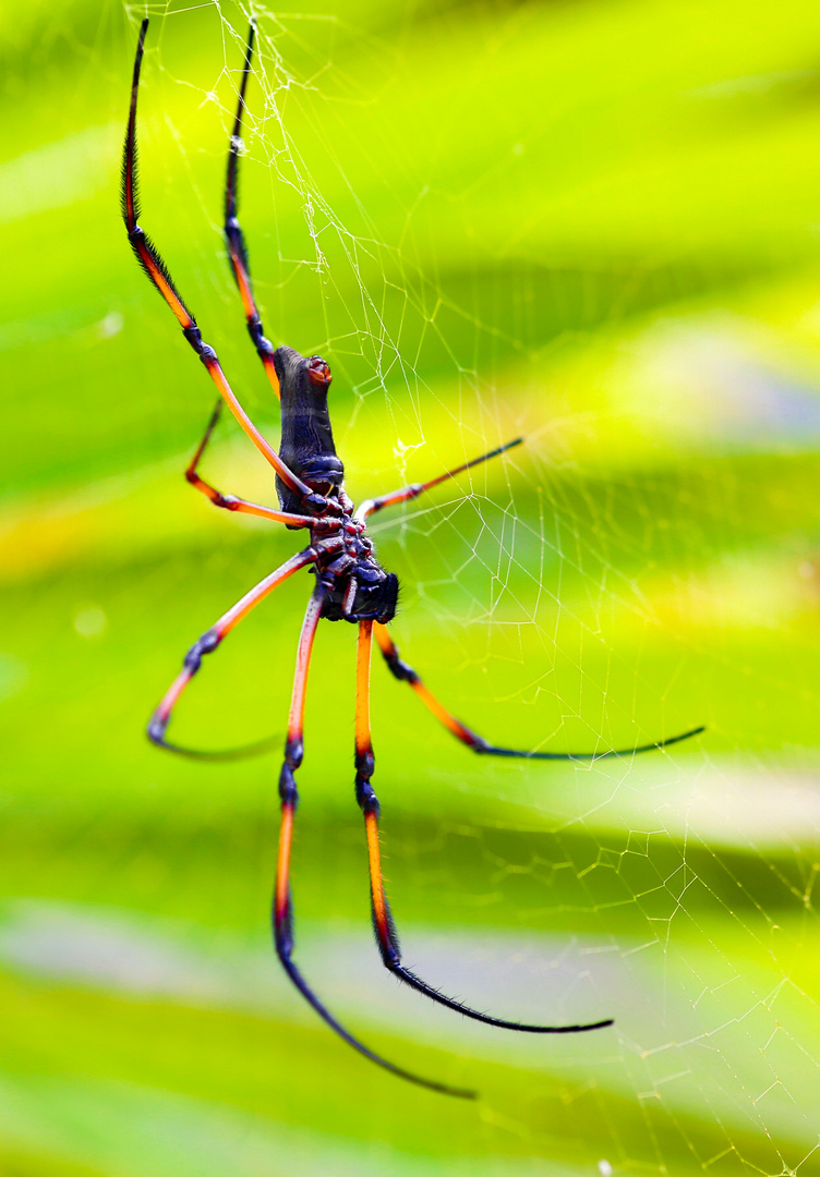 Palm-Spinne