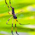 Palm-Spinne