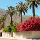 Palm Springs