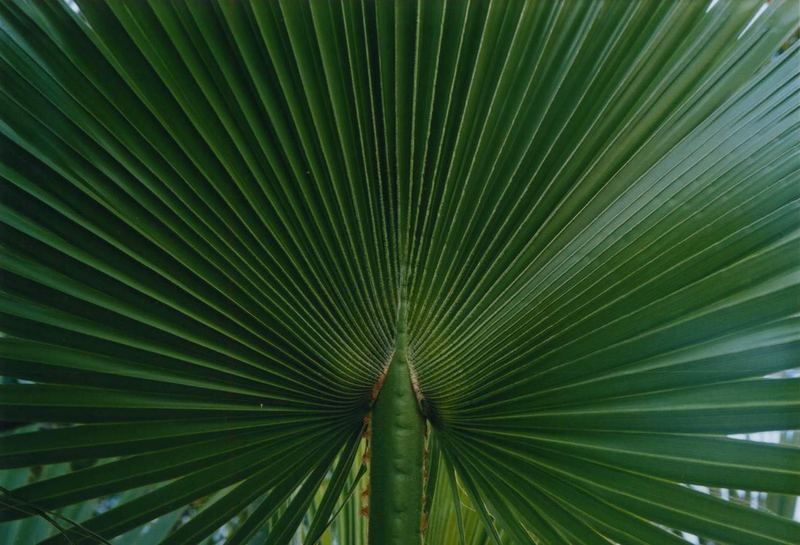 palm symmetry