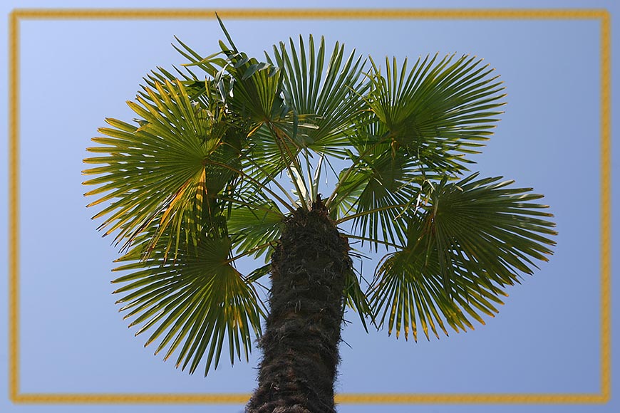 Palm tree