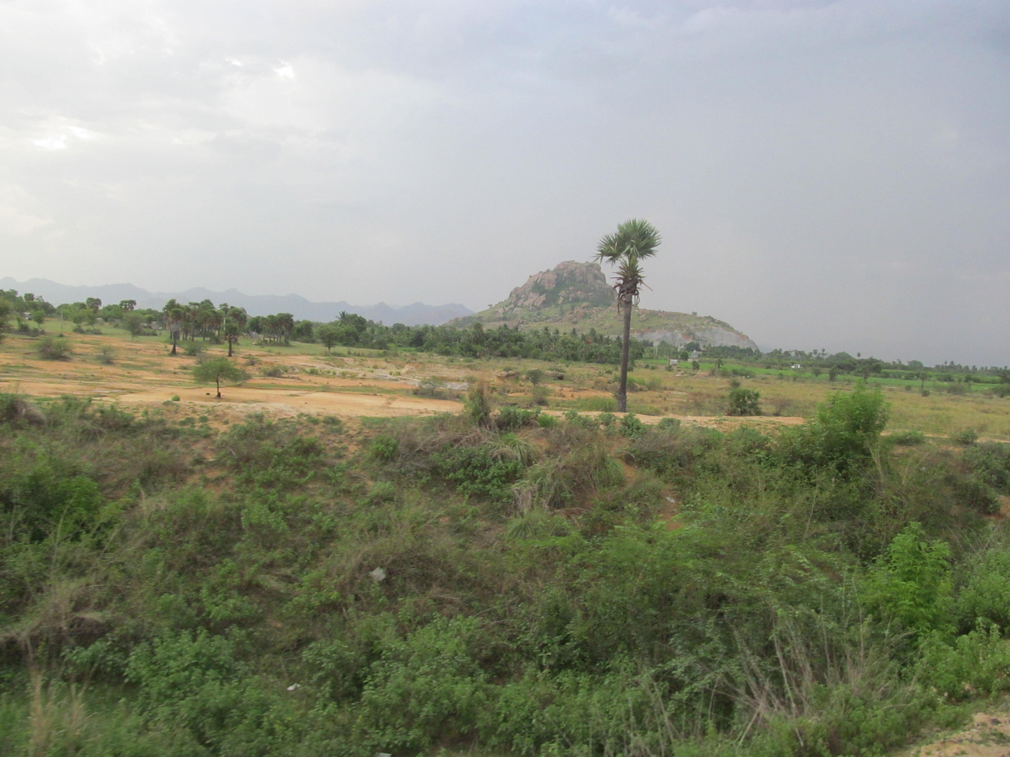 Palm tree and Hill