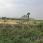 Palm tree and Hill