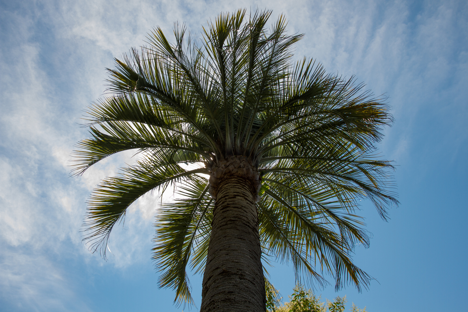 palm tree