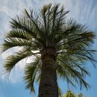 palm tree