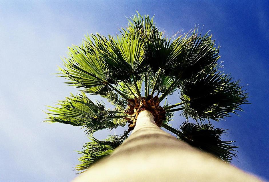 PALM TREE from ANTALYA - TÜRKiYE