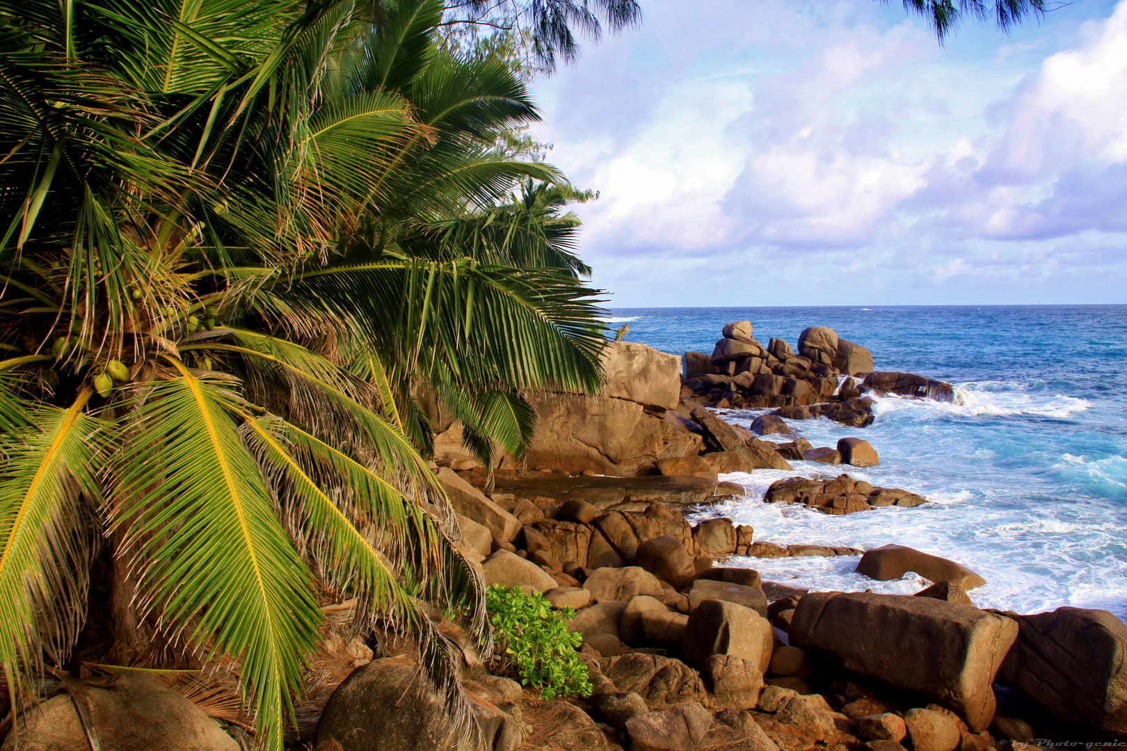 palm tree on the rocks