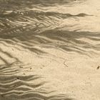 Palm tree shadows on the sand