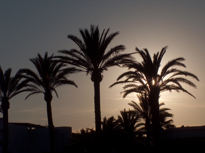 Palm Tree Sunset, Playa den Bossa