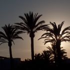 Palm Tree Sunset, Playa den Bossa