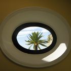 Palm Tree Through Round Window