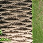 Palm tree zoom against various unsharp backgrounds