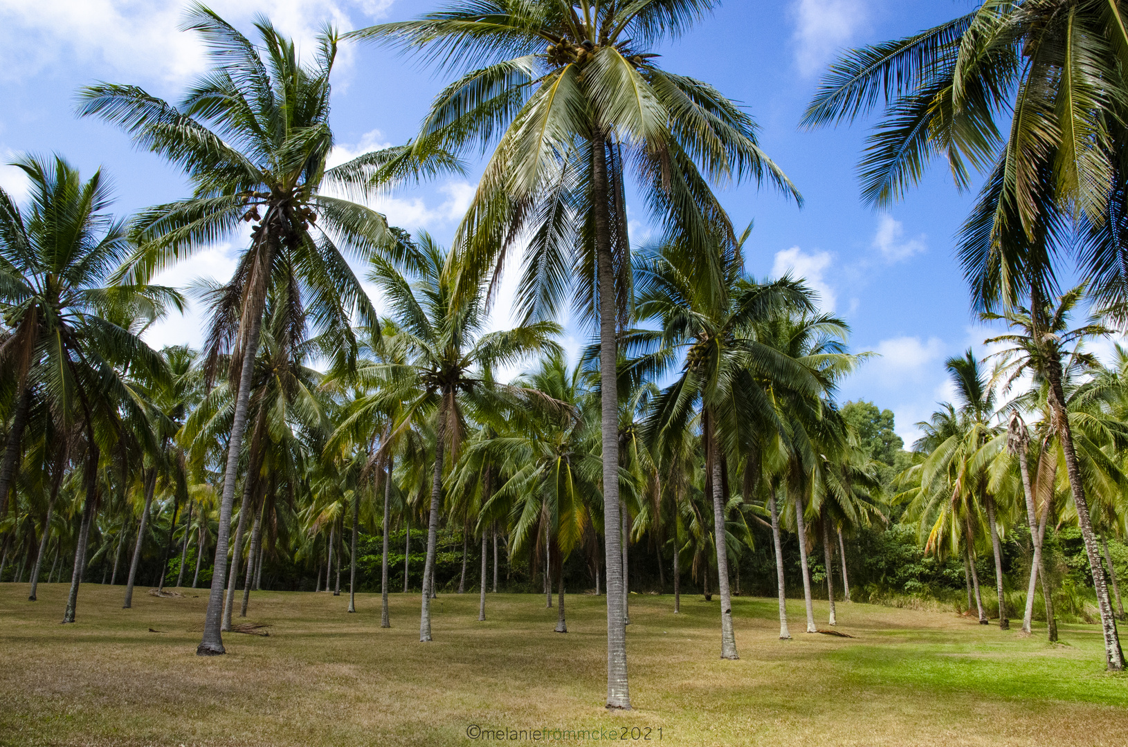 Palm Trees