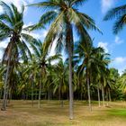 Palm Trees