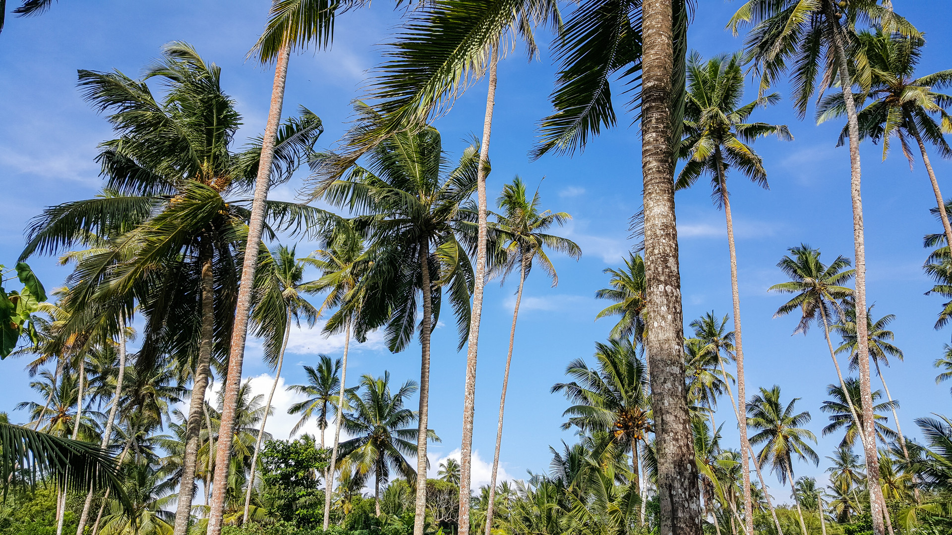 Palm Trees 2