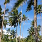 Palm Trees 2
