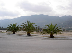 Palm Trees