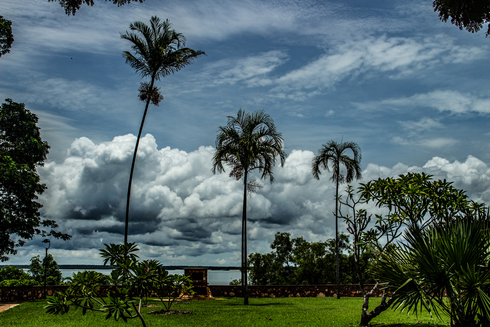 Palm Trees