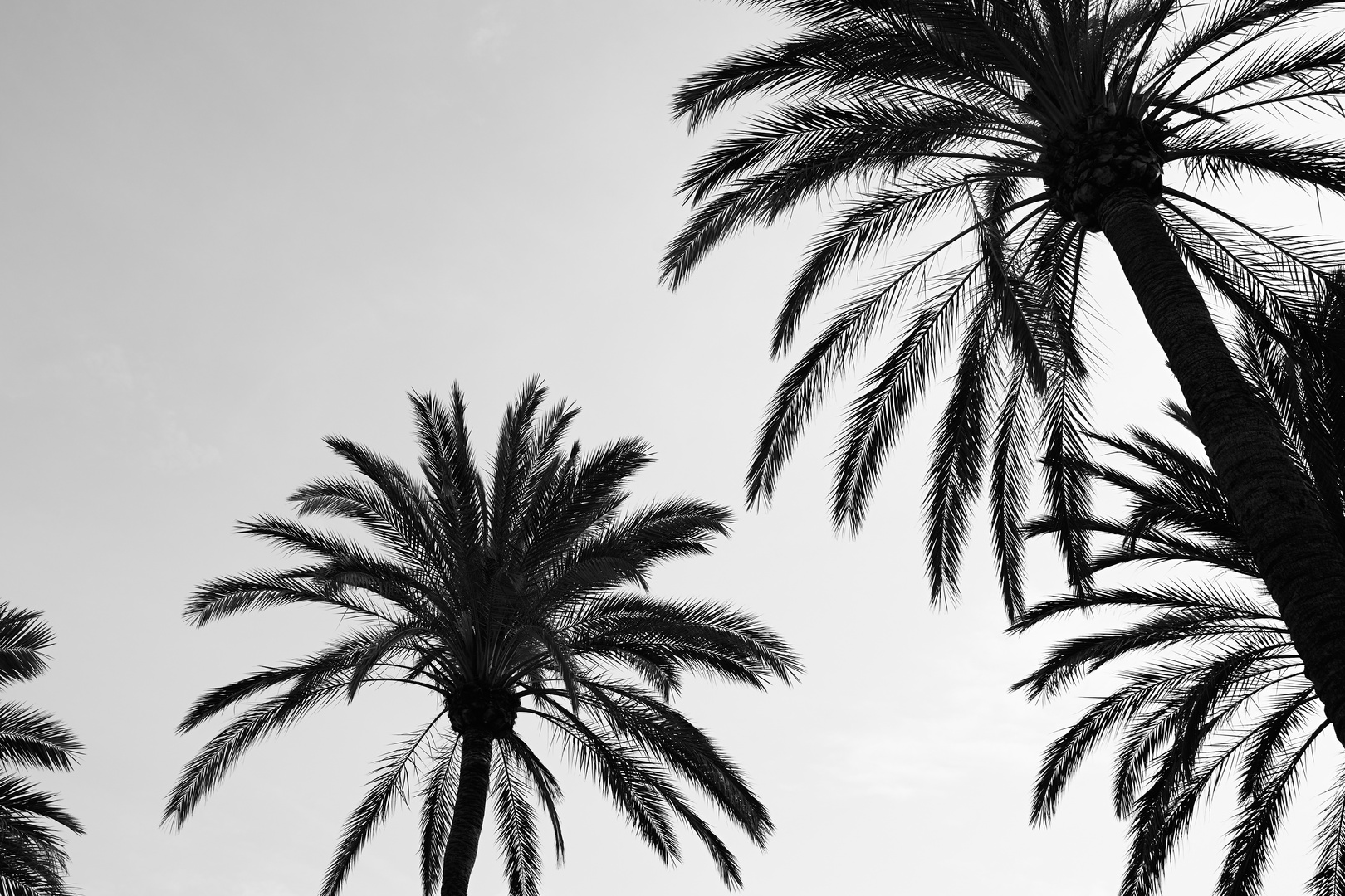 palm trees