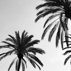 palm trees