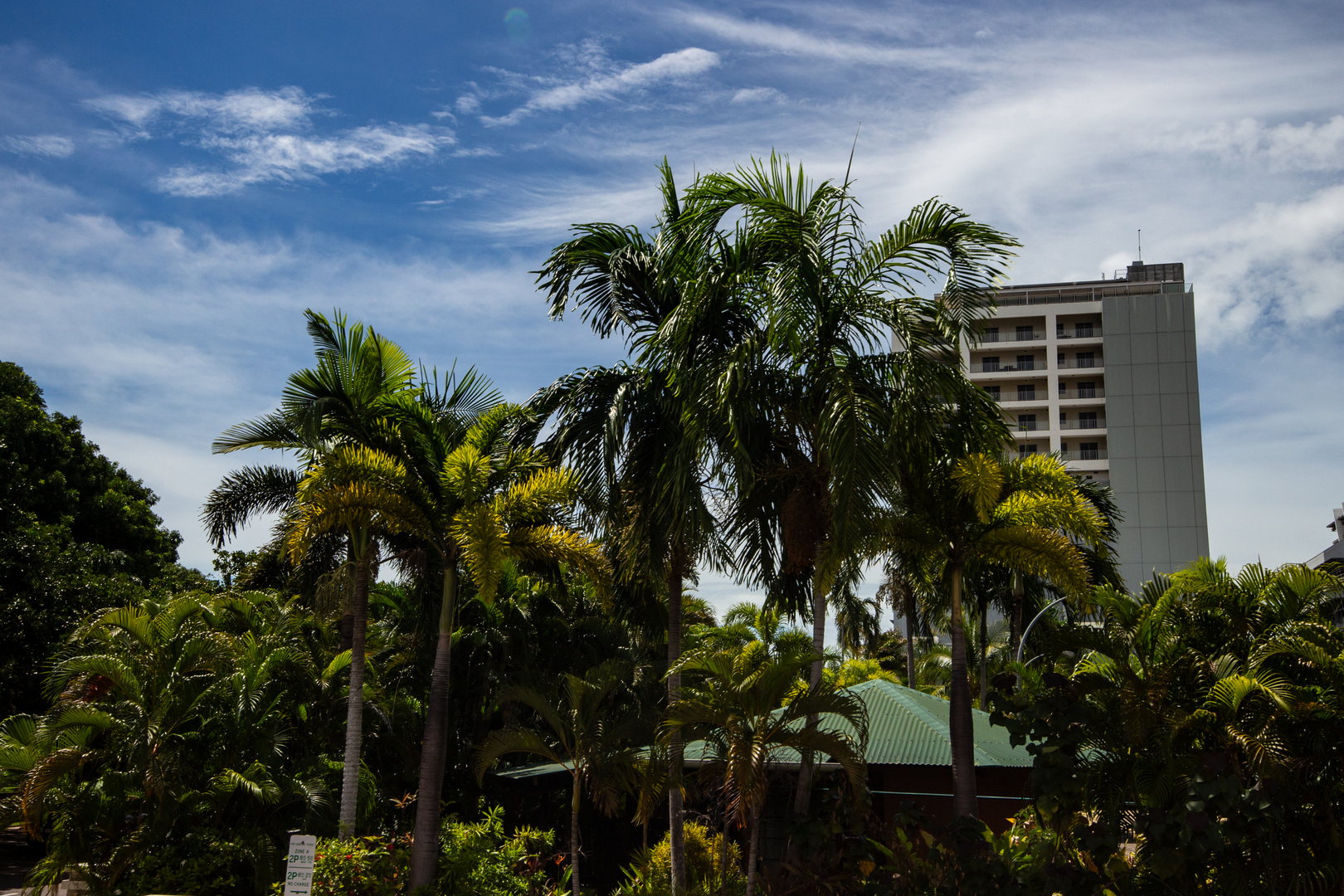 Palm Trees