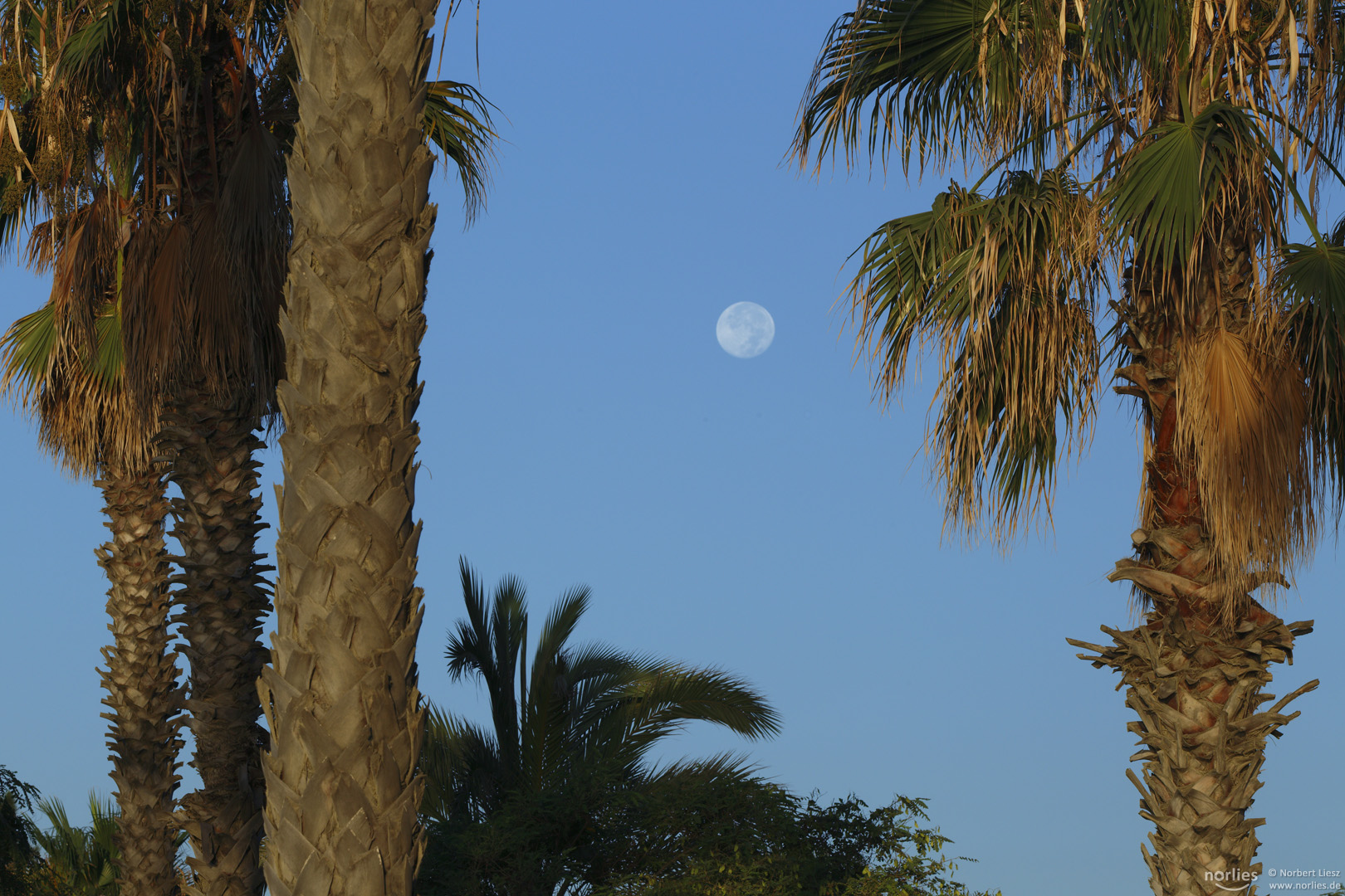 palm trees and the moon