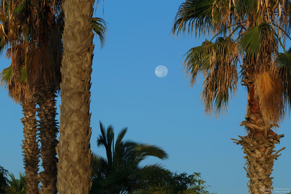 palm trees and the moon