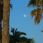 palm trees and the moon
