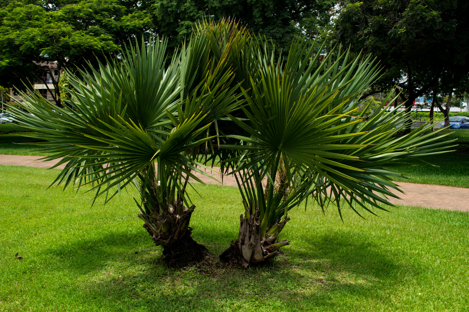 Palm Trees, Bicentennial Park, Darwin