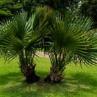 Palm Trees, Bicentennial Park, Darwin