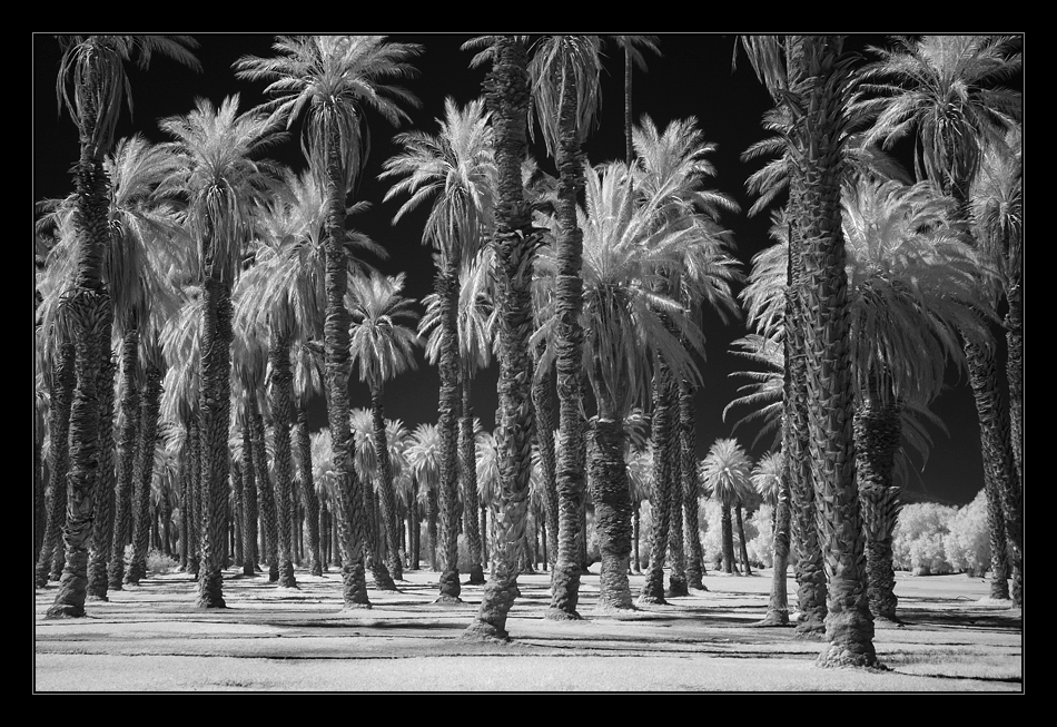 Palm Trees - Furnace Creek Ranch
