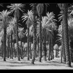 Palm Trees - Furnace Creek Ranch