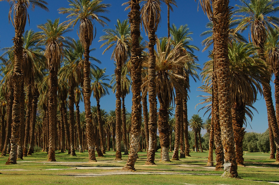 Palm Trees - Furnace Creek Ranch - Original