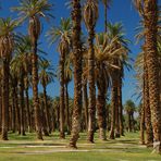 Palm Trees - Furnace Creek Ranch - Original