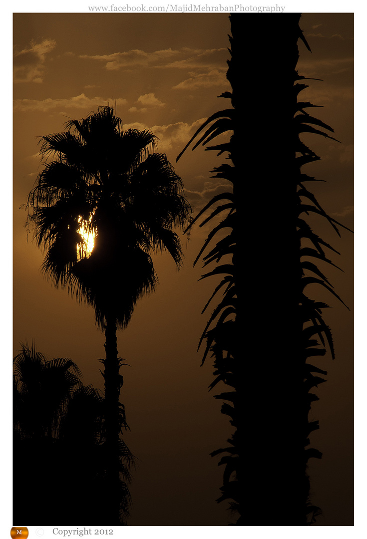 Palm trees in sunset