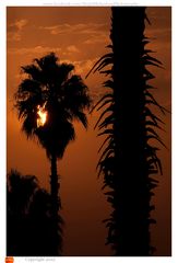 Palm trees in sunset