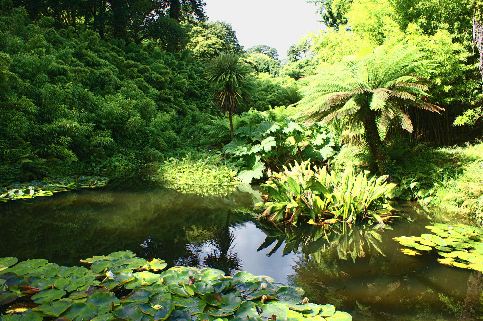 Palm Trees in the Lost Gardens of Heligan Foto & Bild europe, united