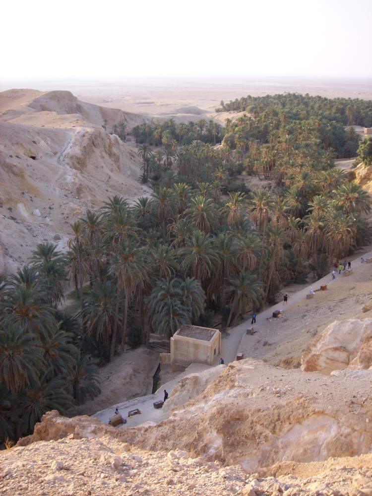 Palm trees in the West South closed to Algerian customs