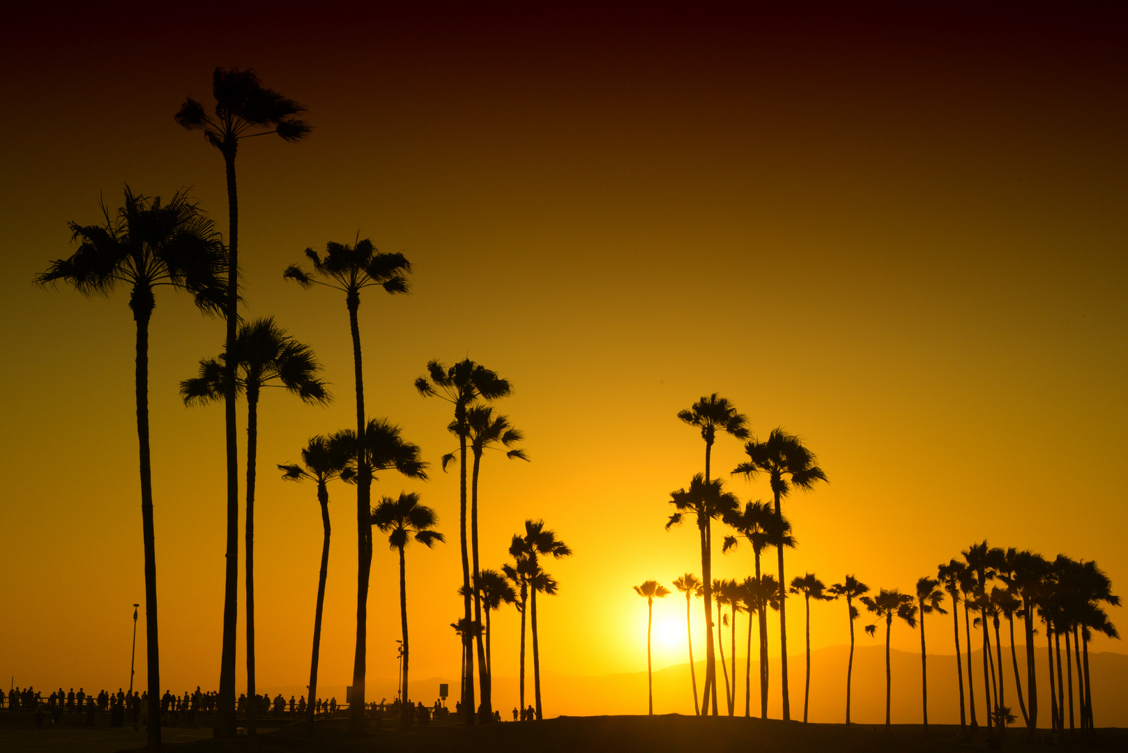 Palm trees on the beach