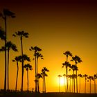 Palm trees on the beach