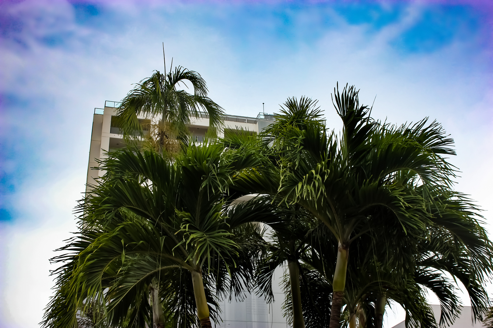 Palm Trees (Palms City Resort in Darwin)