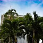 Palm Trees (Palms City Resort in Darwin)