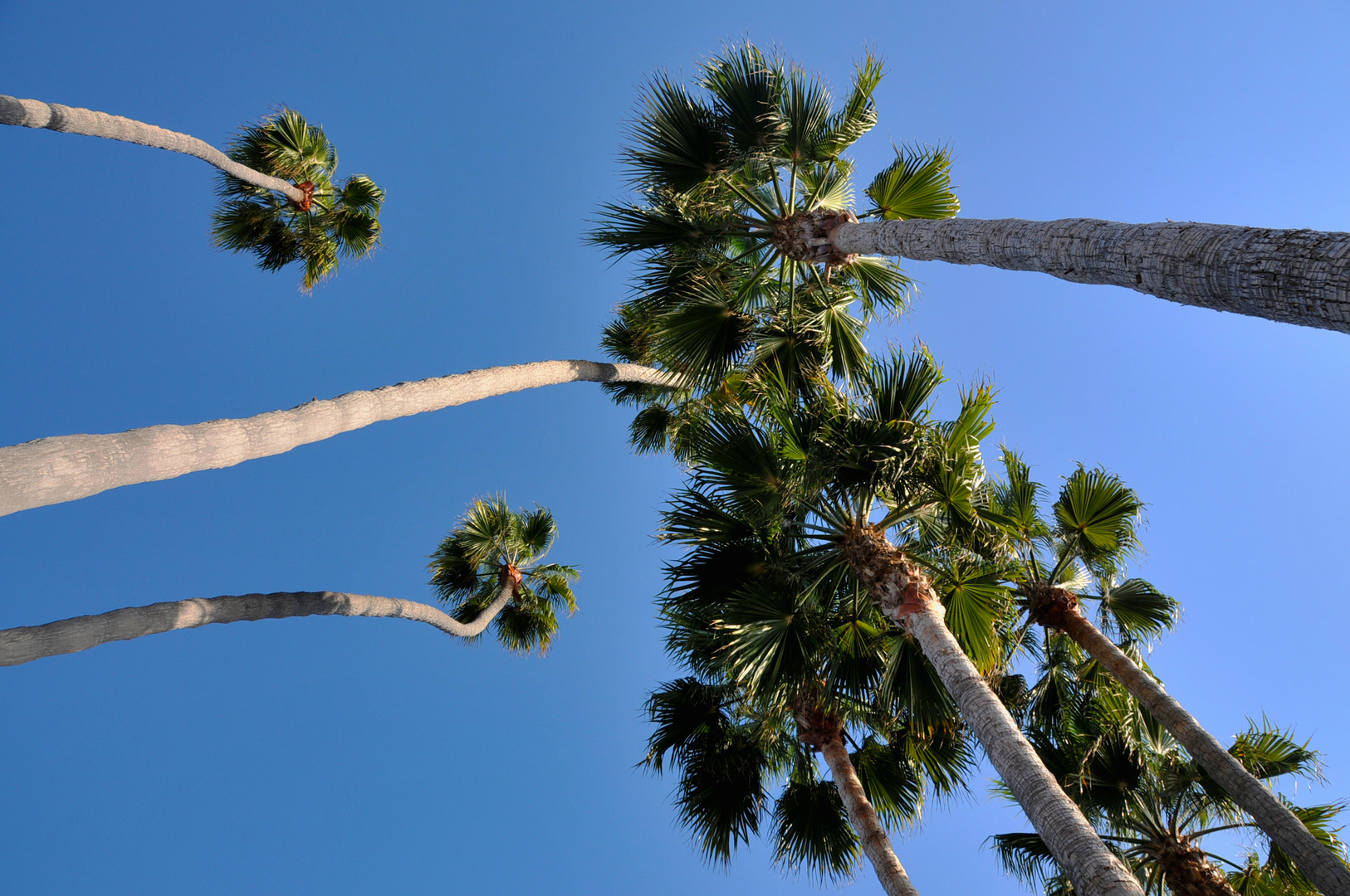 Palm Trees Santa Monica