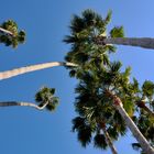 Palm Trees Santa Monica