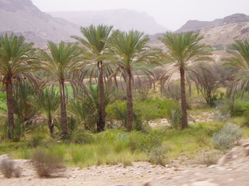 Palm trees, Yemen