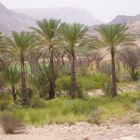 Palm trees, Yemen