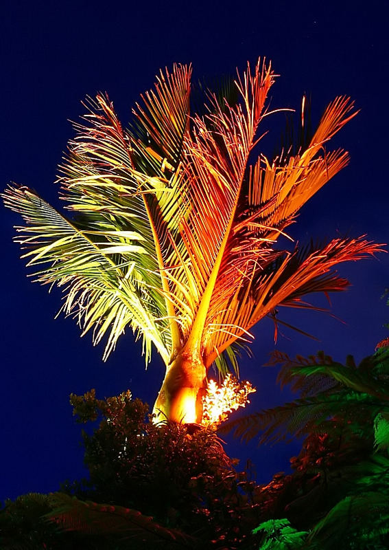 palm under lights.. reloaded