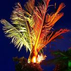 palm under lights.. reloaded