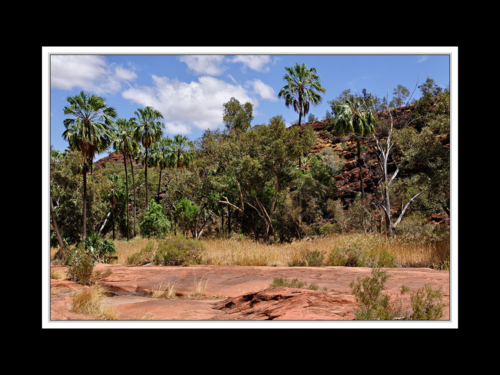 Palm Valley 01